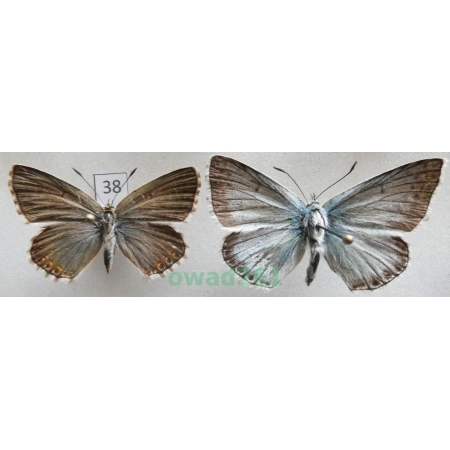 Polyommatus coridon (Poda, 1761) pair Poland38
